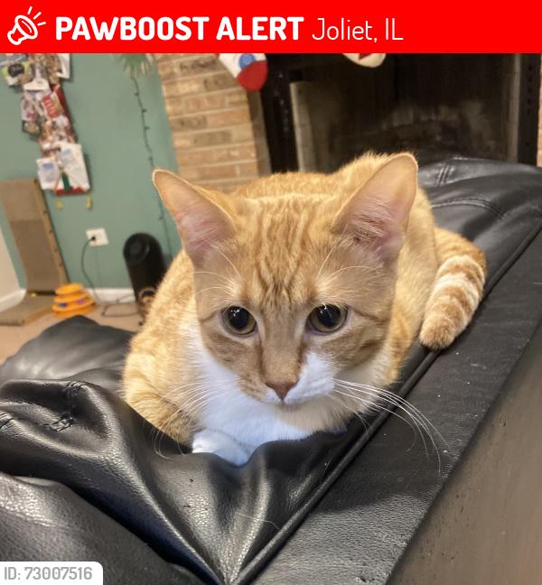 Lost Female Cat last seen Black Rd. and Addleman St., Joliet, IL 60431