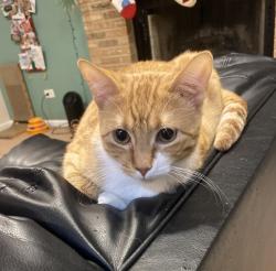 Lost Female Cat last seen Black Rd. and Addleman St., Joliet, IL 60431