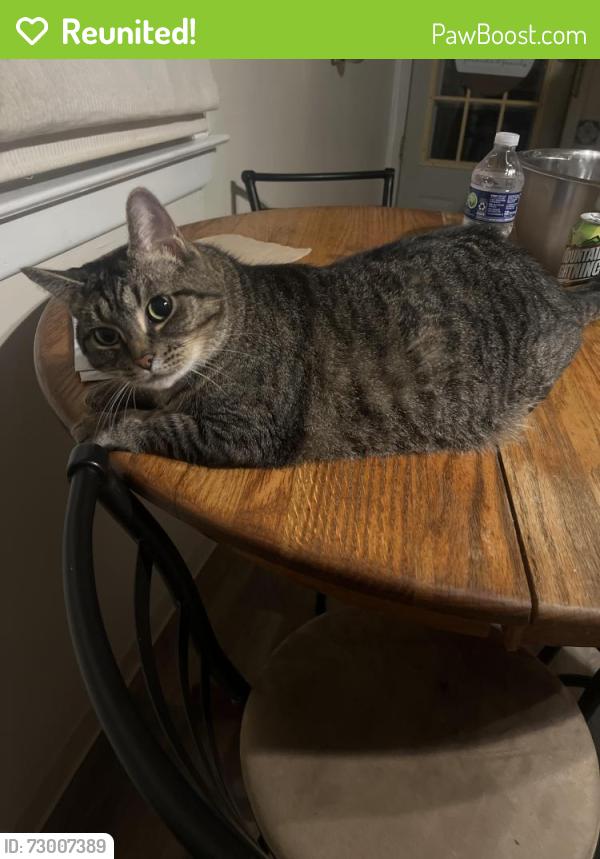 Reunited Female Cat last seen Fort Robinson dr Kingsport tn, Kingsport, TN 37660