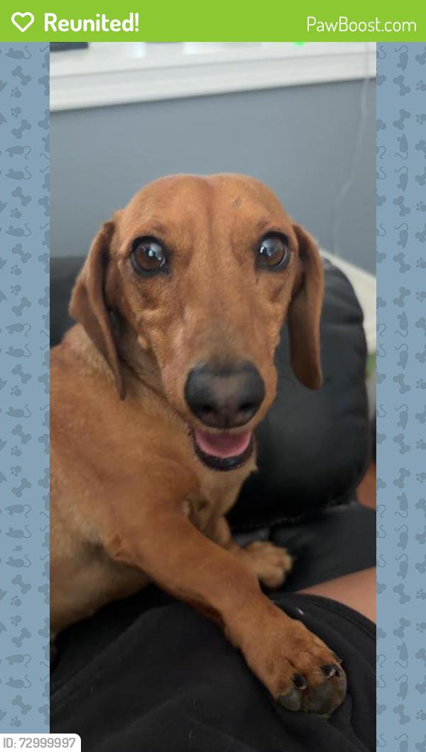 Reunited Female Dog last seen Jameson Rd, Temescal Valley, CA 92883