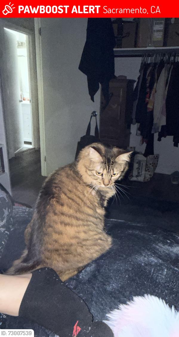 Lost Female Cat last seen Elmira Circle and Allegheny Drive , Sacramento, CA 95827