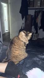 Lost Female Cat last seen Elmira Circle and Allegheny Drive , Sacramento, CA 95827
