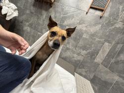 Lost Female Dog last seen Hollywood feed , Fort Worth, TX 76116