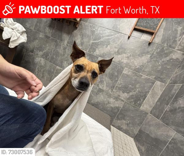 Lost Female Dog last seen Hollywood feed , Fort Worth, TX 76116