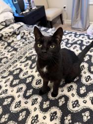 Found/Stray Unknown Cat last seen 14 Mile, Birmingham, MI 48009
