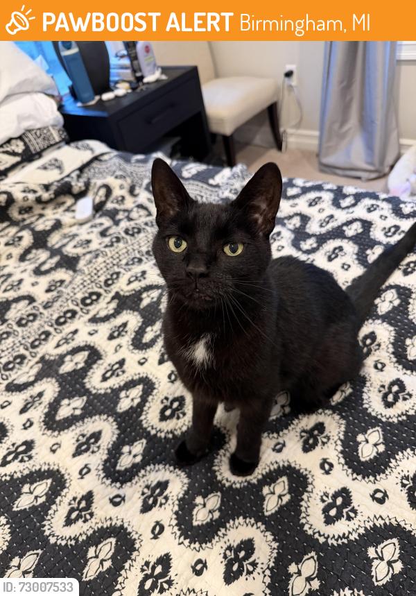 Found/Stray Unknown Cat last seen 14 Mile, Birmingham, MI 48009