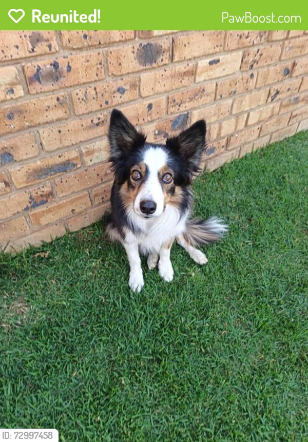 Reunited Female Dog last seen Eon Gas Station, Charlottesville, VA 22901