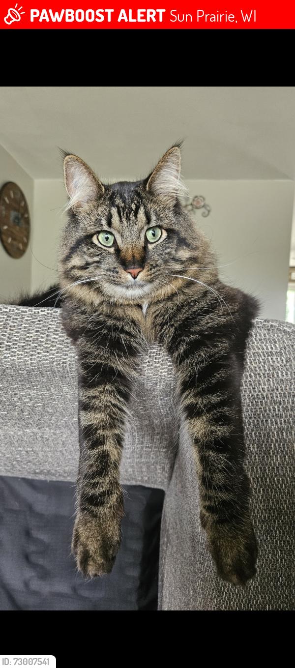 Lost Male Cat last seen Frawley Dr, Stonehaven , Sun Prairie, WI 53590