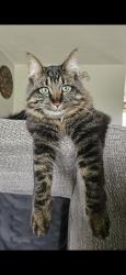 Lost Male Cat last seen Frawley Dr, Stonehaven , Sun Prairie, WI 53590