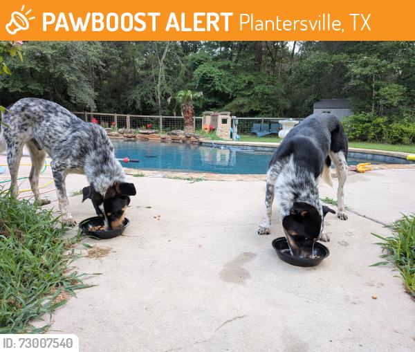 Found/Stray Male Dog last seen Wade Road, Plantersville, TX 77363