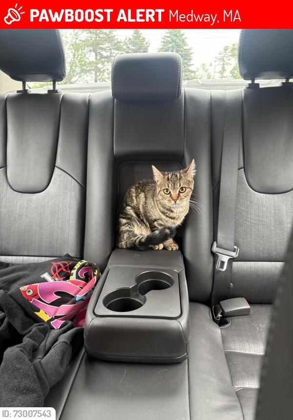 Lost Female Cat last seen Holliston and Goldenrod , Medway, MA 02053