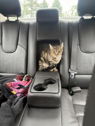 Lost Female Cat last seen Holliston and Goldenrod , Medway, MA 02053