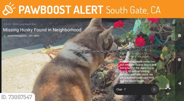 Found/Stray Unknown Dog last seen Long Beach and Firestone , South Gate, CA 90280