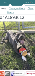 Lost Female Dog last seen Romana an San jacinto, San Jacinto, CA 92583