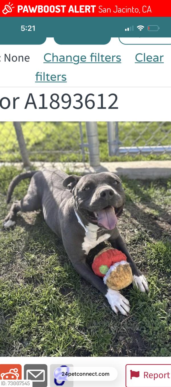 Lost Female Dog last seen Romana an San jacinto, San Jacinto, CA 92583