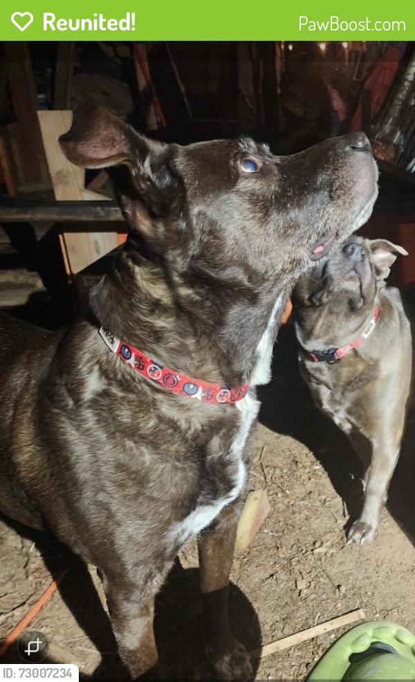 Reunited Male Dog last seen Avila Lane and Eastern Avenue , Sacramento, CA 95864