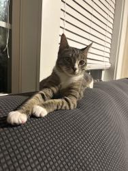 Lost Male Cat last seen Lasley drive 27105 , Winston-Salem, NC 27105