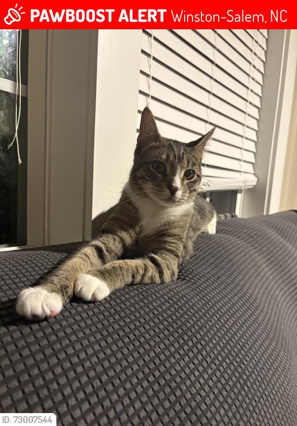 Lost Male Cat last seen Lasley drive 27105 , Winston-Salem, NC 27105