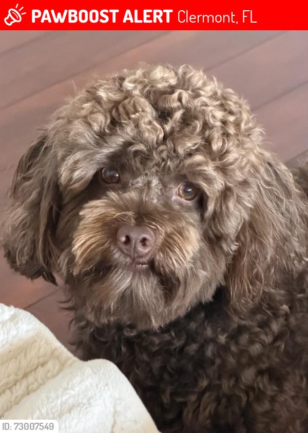 Lost Male Dog last seen Near Rob Roy dr clermont fl 33411, Clermont, FL 34711