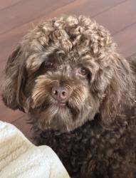 Lost Male Dog last seen Near Rob Roy dr clermont fl 33411, Clermont, FL 34711