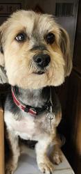 Reunited Male Dog last seen Will Clayton , Houston, TX 77044