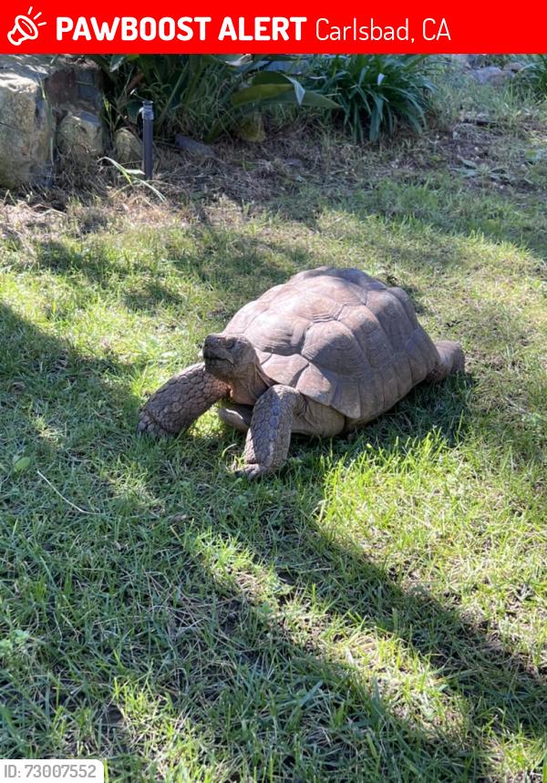 Lost Male Reptile last seen cazadero drive/alga, Carlsbad, CA 92009