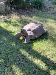 Lost Male Reptile last seen cazadero drive/alga, Carlsbad, CA 92009