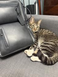 Lost Male Cat last seen Near sw 28 st, Fort Lauderdale, FL 33315