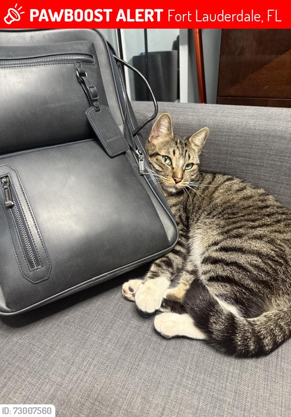 Lost Male Cat last seen Near sw 28 st, Fort Lauderdale, FL 33315