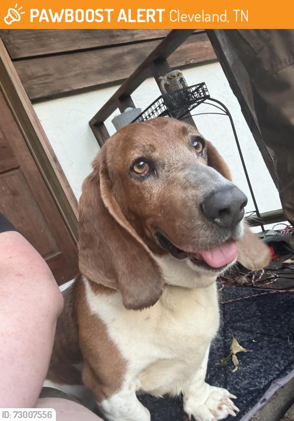 Found/Stray Unknown Dog last seen Peach orchard and corvin rd, Cleveland, TN 37323