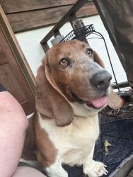 Found/Stray Unknown Dog last seen Peach orchard and corvin rd, Cleveland, TN 37323