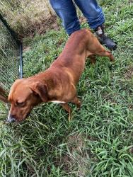 Found/Stray Male Dog last seen Fm 2123 and CR 3585, Wise County, TX 76073