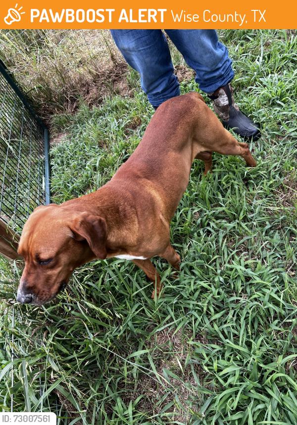 Found/Stray Male Dog last seen Fm 2123 and CR 3585, Wise County, TX 76073
