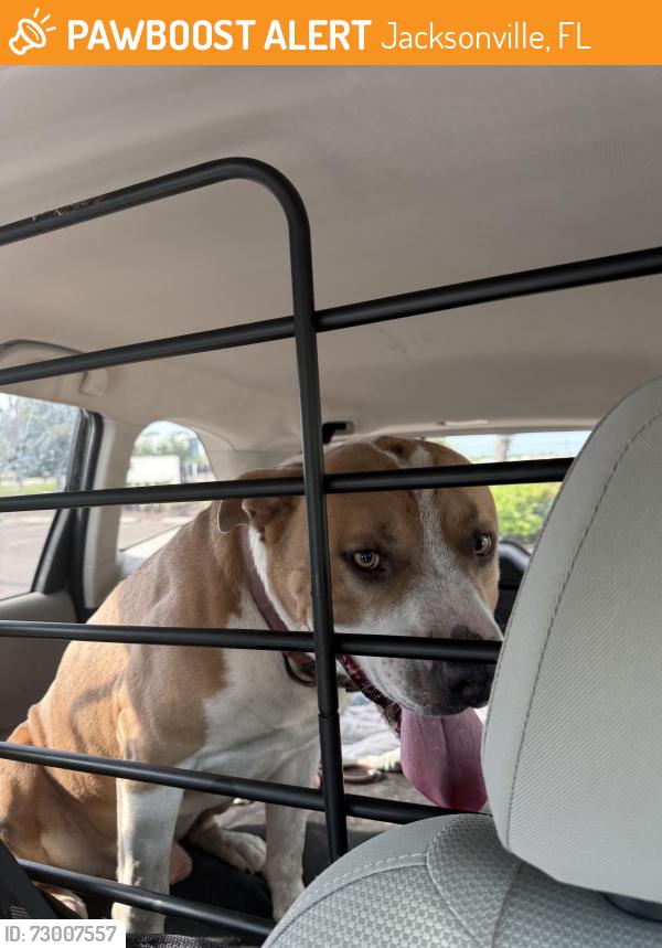 Surrendered Male Dog last seen 103rd, Jacksonville, FL 32210