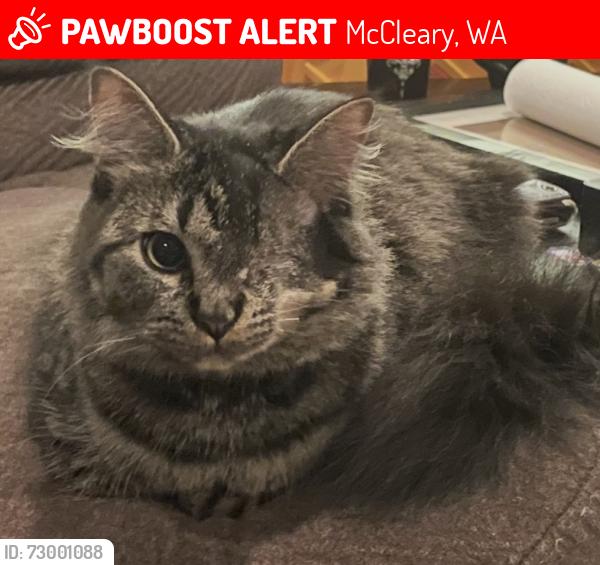 Lost Female Cat last seen W Elma Hicklin Rd, McCleary, WA 98557