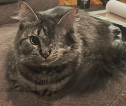 Lost Female Cat last seen W Elma Hicklin Rd, McCleary, WA 98557