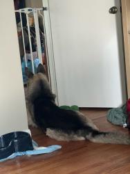 Shelter Stray Male Dog last seen Near Soledad Road, San Diego, CA, 92109, 5500 Gaines St, San Diego, CA 92110, USA