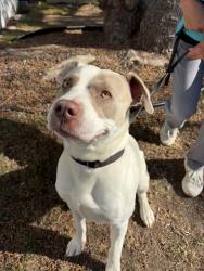 Shelter Stray Male Dog last seen Near Dunes Place, Oceanside, CA, 92054, Oceanside, CA 92058, USA