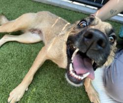 Shelter Stray Female Dog last seen Not Provided., Brawley, CA, 92227, El Cajon, CA 92020, USA