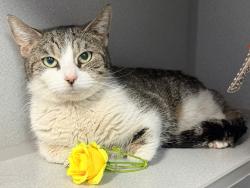 Shelter Stray Female Cat last seen Apt 9C,140 Donizetti Place, BRONX, NY, 10475, 326 E 110th St, New York, NY 10029, USA