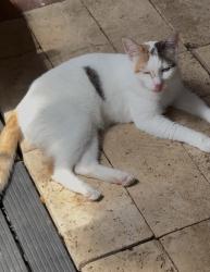 Lost Female Cat last seen Near Ter And 135 Ave, Miami, FL 33183