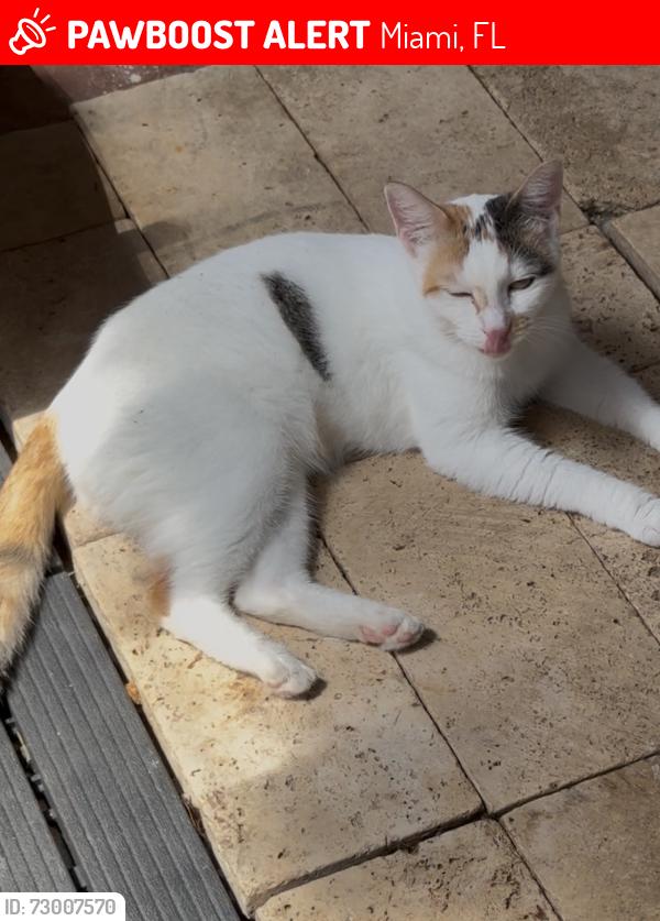 Lost Female Cat last seen Near Ter And 135 Ave, Miami, FL 33183
