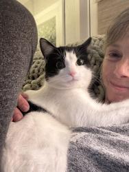 Lost Female Cat last seen Urton Lane and Pope Lick, Middletown, KY 40243
