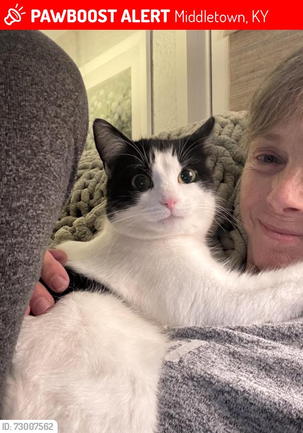 Lost Female Cat last seen Urton Lane and Pope Lick, Middletown, KY 40243