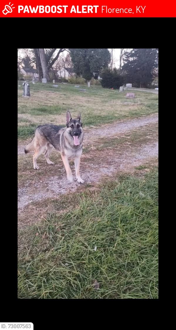 Lost Female Dog last seen Hopeful Rd Florence Ky, Florence, KY 41042