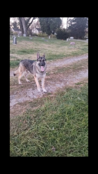 Lost Female Dog last seen Hopeful Rd Florence Ky, Florence, KY 41042