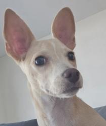 Found/Stray Unknown Dog last seen Boulder Hwy & Palo Verde/Greenway, Henderson, NV 89015