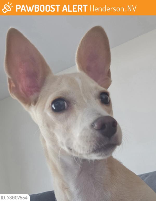 Found/Stray Unknown Dog last seen Boulder Hwy & Palo Verde/Greenway, Henderson, NV 89015