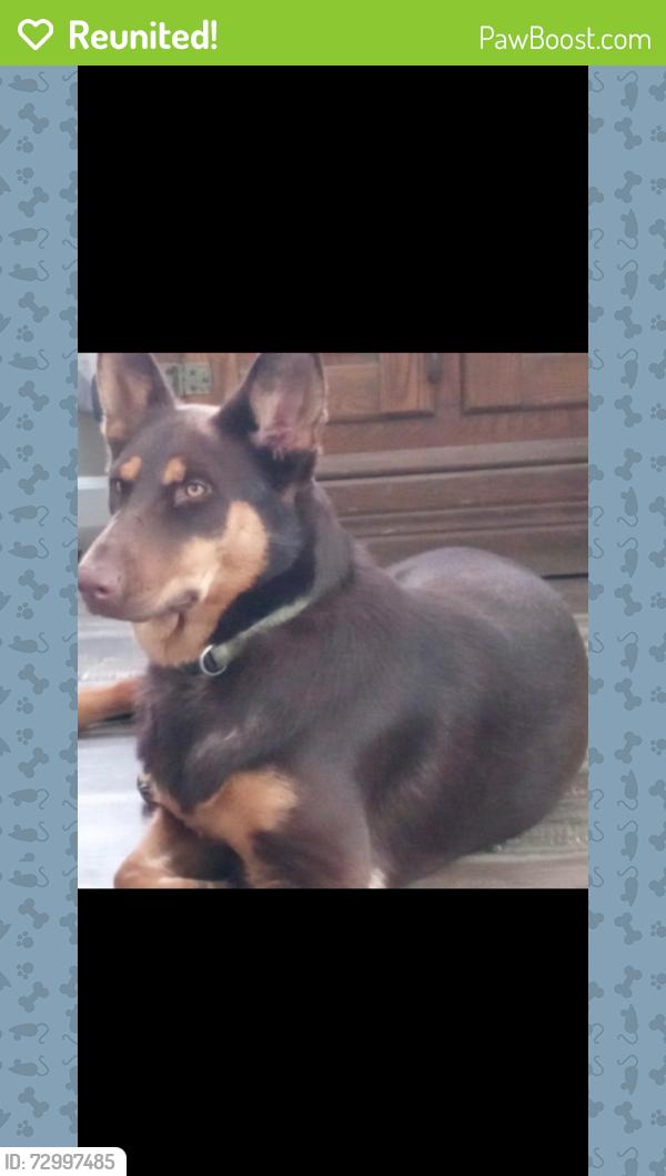 Reunited Female Dog last seen Madrid rd cantonment fl 32533, Cantonment, FL 32533