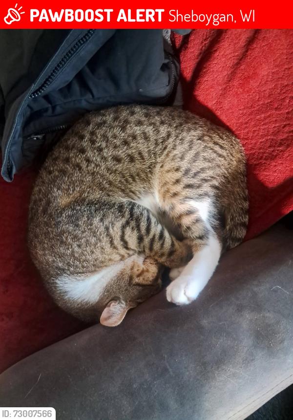 Lost Male Cat last seen 15th Illinois ave, Sheboygan, WI 53081